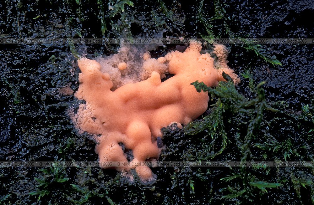 Lycogala Slime mould Myxomycetes