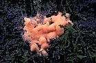 Lycogala Slime mould Myxomycetes