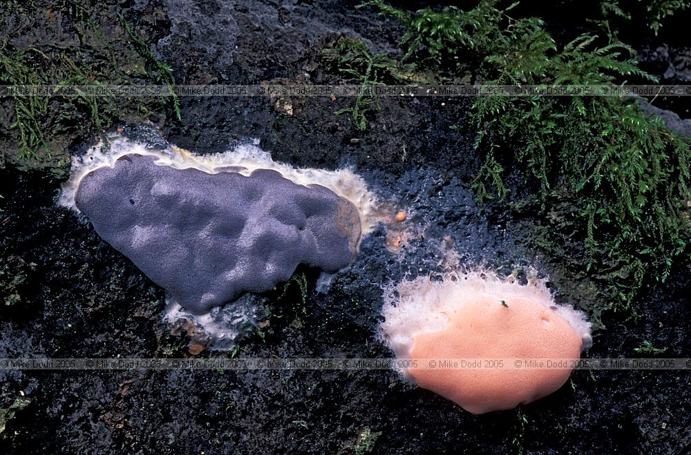 Lycogala Slime mould Myxomycetes