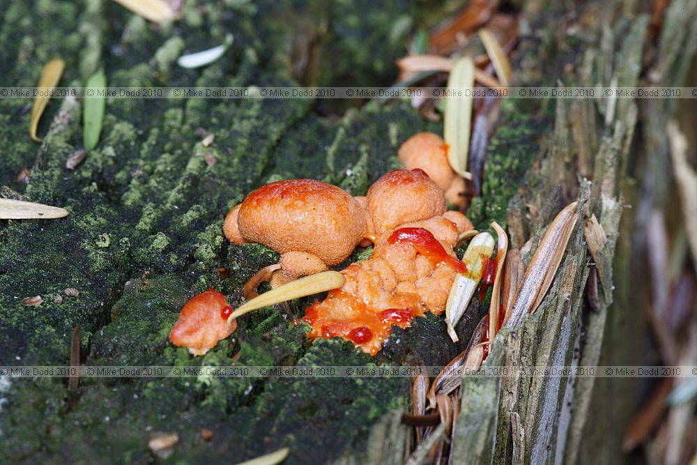 Lycogala epidendrum (?)