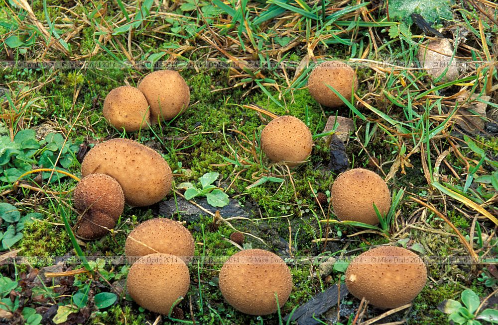 Lycoperdon foetidum syn Lycoperdon nigrescens Dusky puffball
