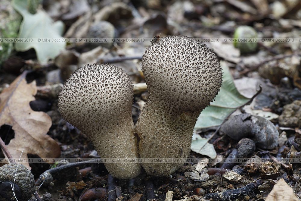 Lycoperdon nigrescens Dusky Puffball