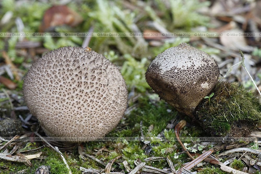 Lycoperdon nigrescens Dusky Puffball