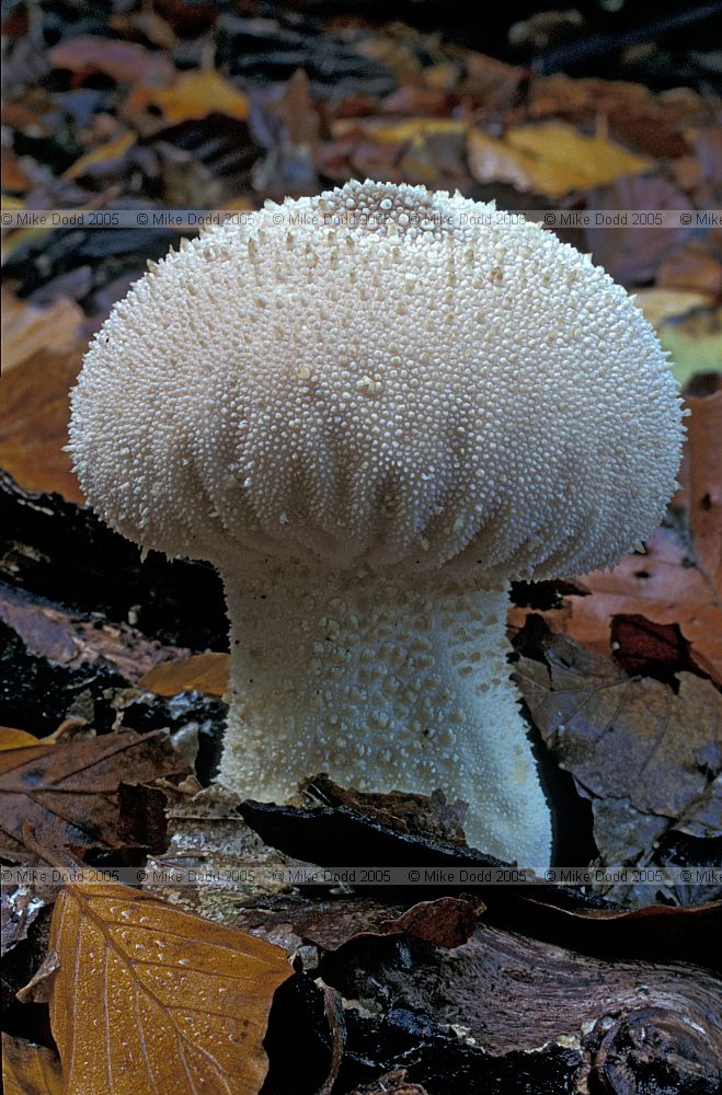 Lycoperdon perlatum Common puffball