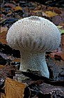 Lycoperdon perlatum Common puffball
