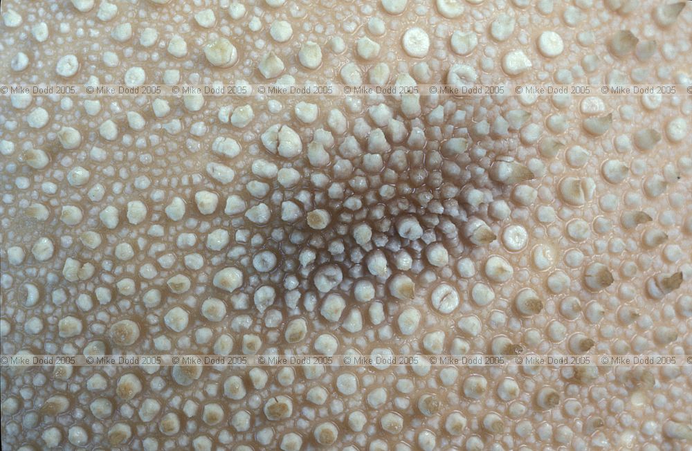 Lycoperdon perlatum Common Puffball