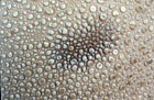 Lycoperdon perlatum Common Puffball