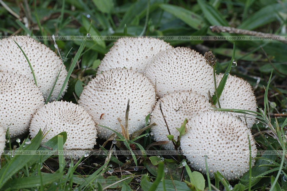 Lycoperdon perlatum Common Puffball