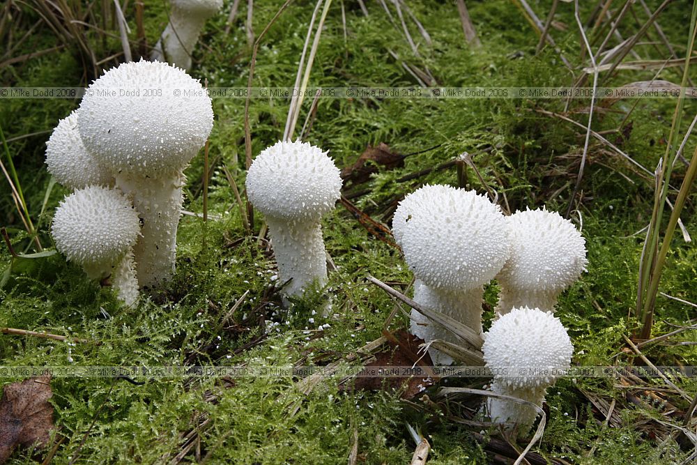Lycoperdon perlatum Common Puffball