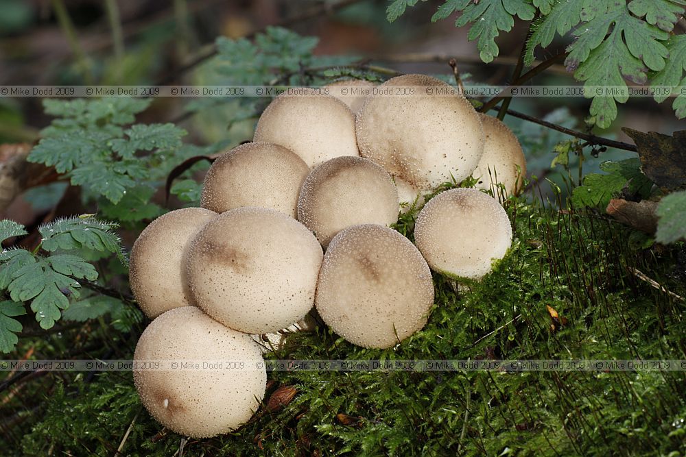 Lycoperdon pyriforme Stump Puffball