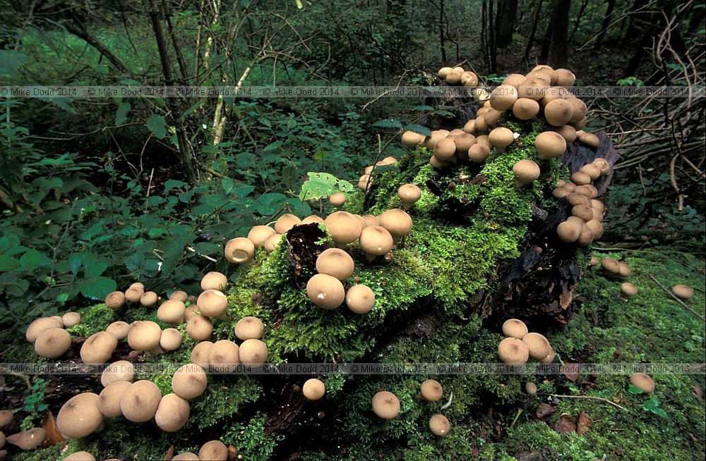 Lycoperdon pyriforme Stump puffball