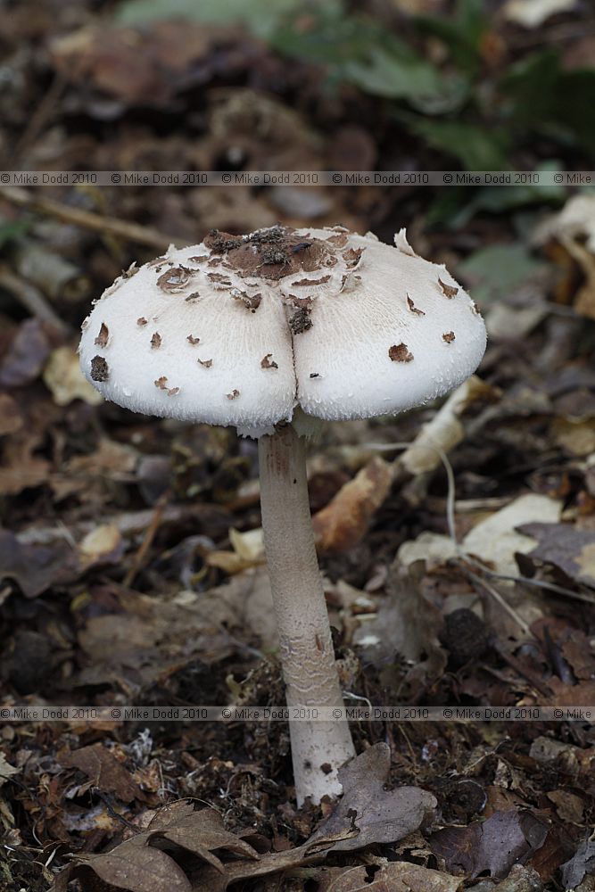 Macrolepiota konradii