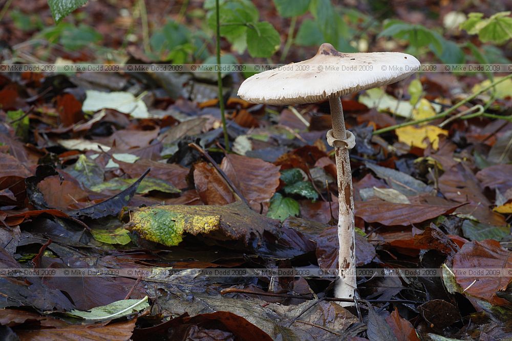 Macrolepiota mastoidea Slender Parasol