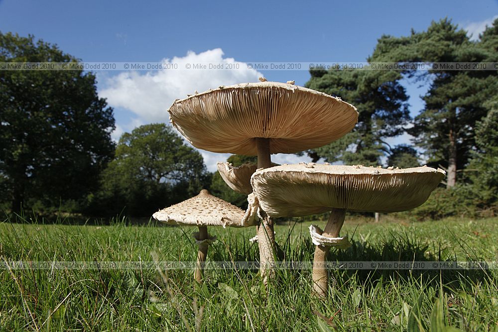 Macrolepiota procera Parasol Mushroom