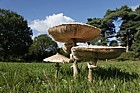 Macrolepiota procera Parasol Mushroom