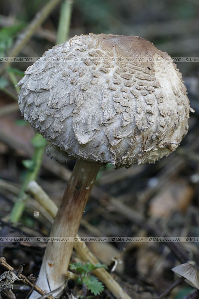 Macrolepiota rhacodes Shaggy Parasol