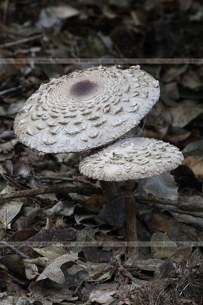 Macrolepiota rhacodes Shaggy Parasol