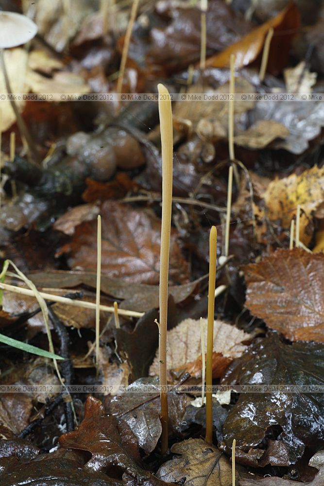 Macrotyphula fistulosa Pipe Club