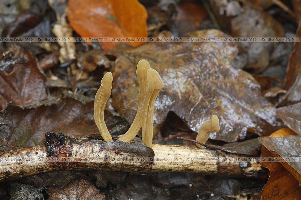 Macrotyphula fistulosa var contorta Pipe Club