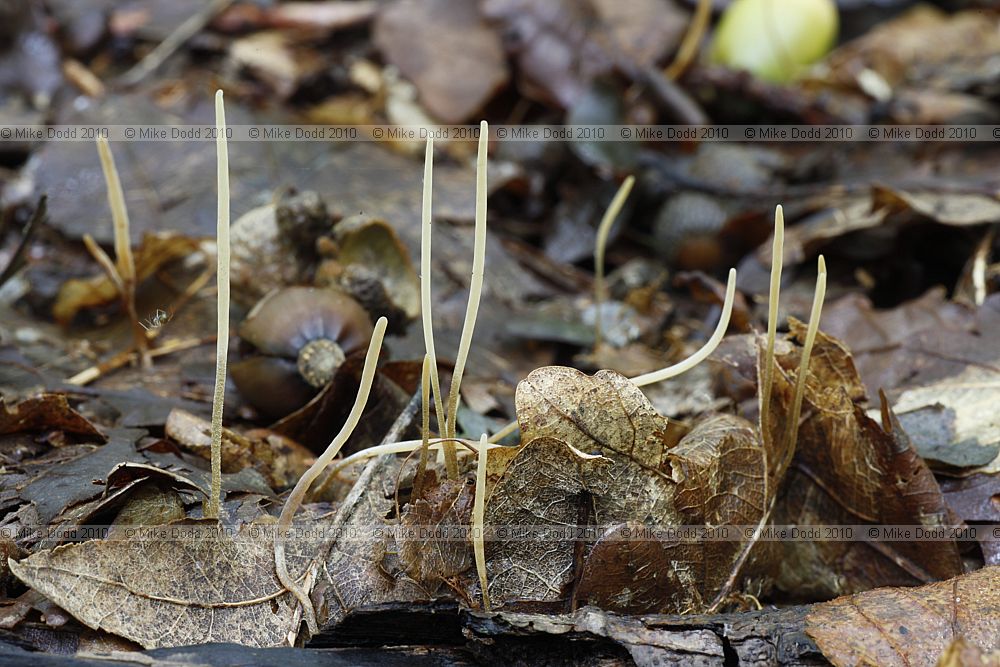 Macrotyphula juncea Slender Club