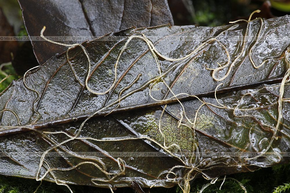 Macrotyphula juncea Slender Club