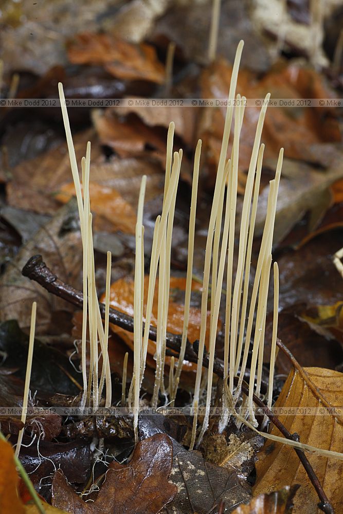 Macrotyphula juncea Slender Club