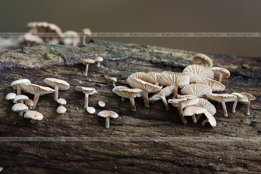 Marasmiellus ramealis Twig Parachute