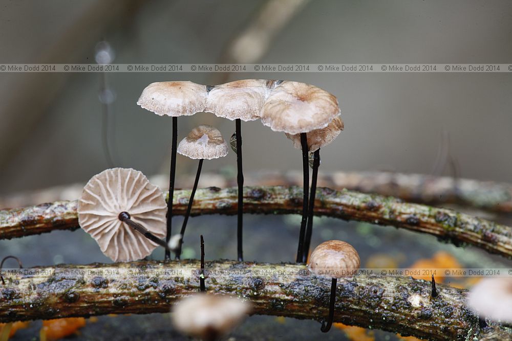 Marasmius androsaceus Horse-Hair Fungus