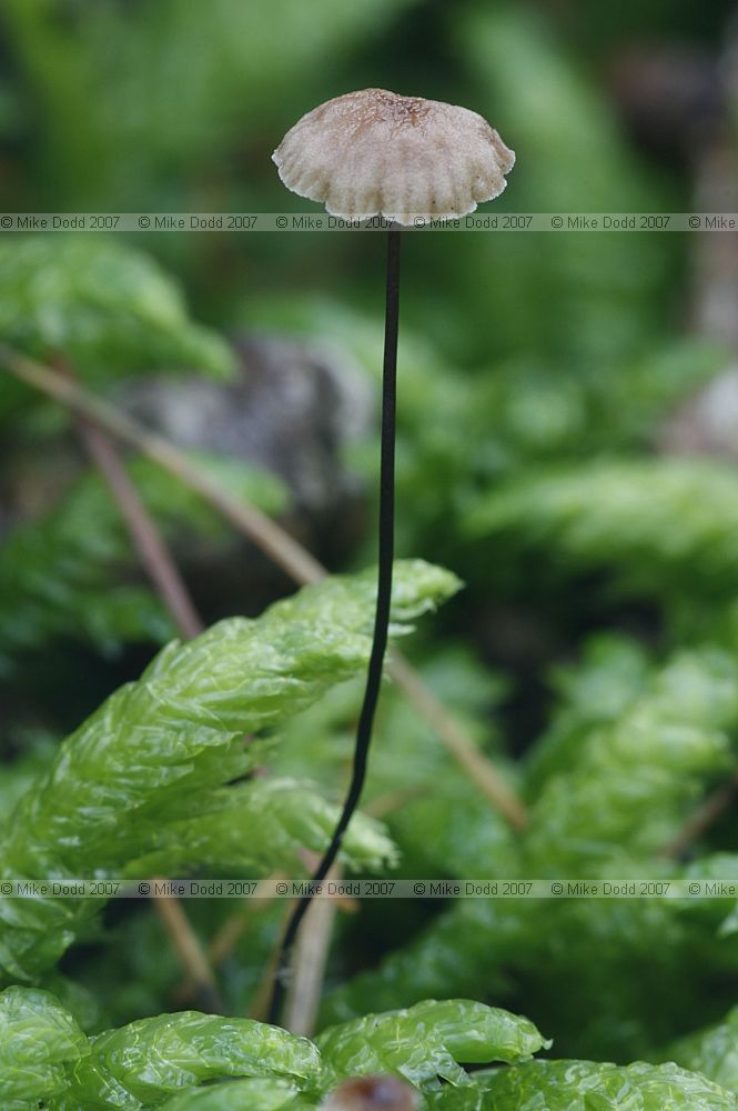 Marasmius androsaceus Horsehair Parachute