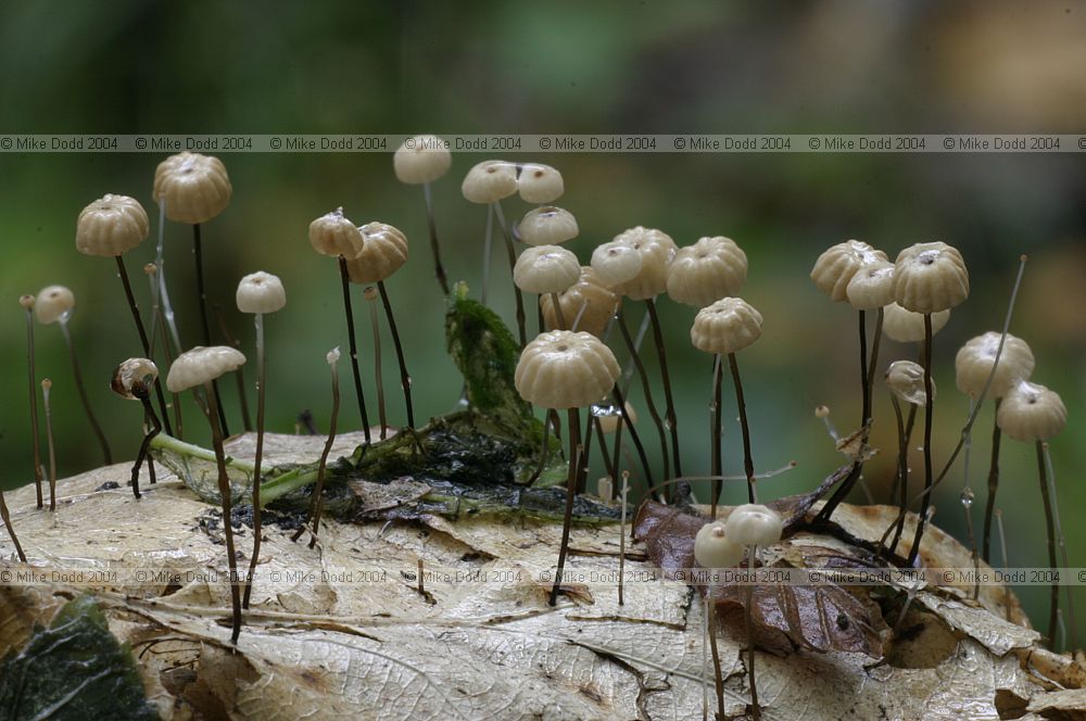 Marasmius androsaceus Horsehair parachute