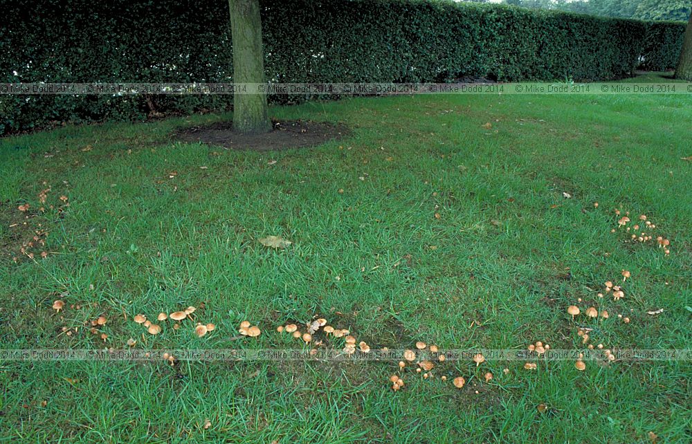 Marasmius oreades Fairy ring champignon