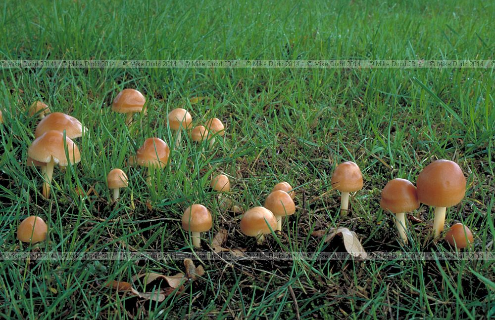 Marasmius oreades Fairy ring champignon