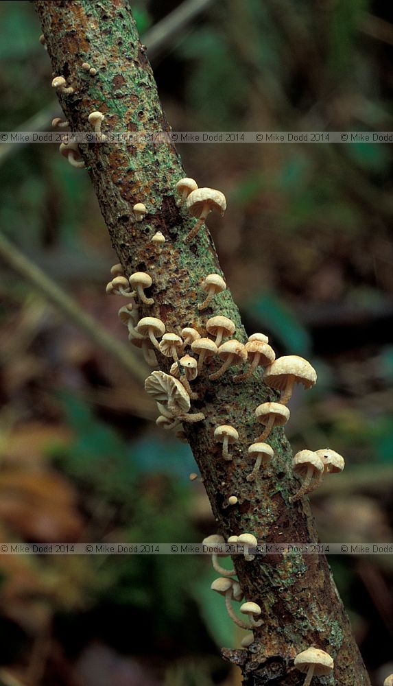 Marasmius ramealis syn Marasmiellus ramealis Twig parachute