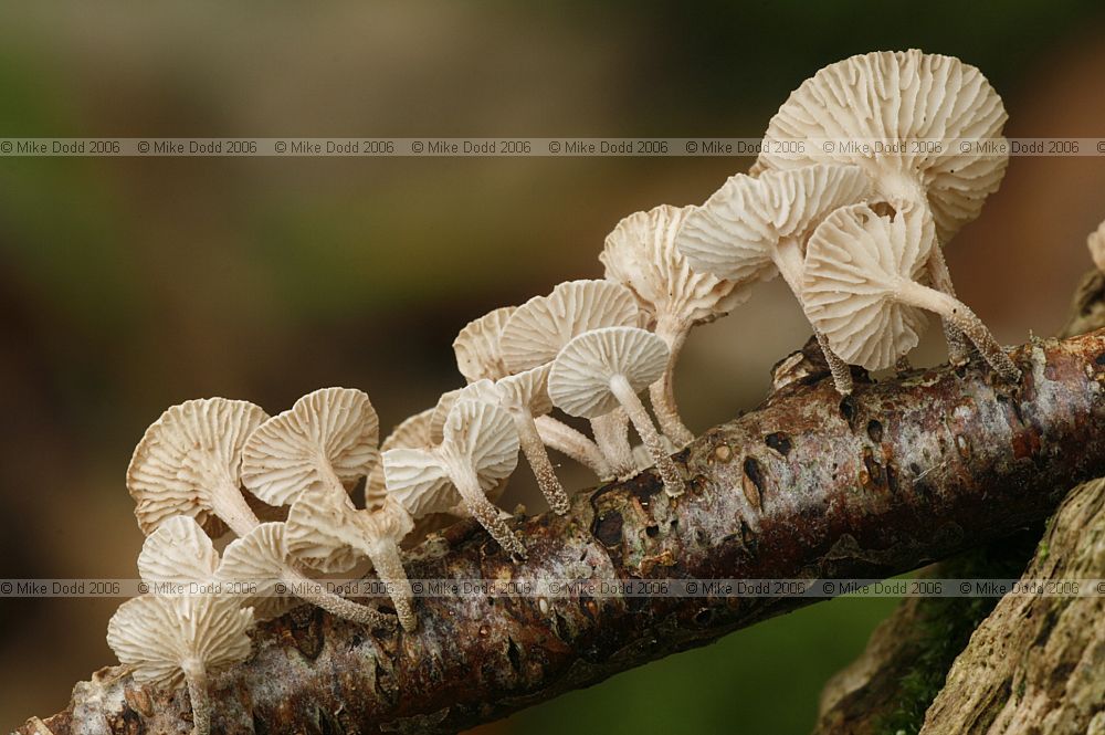 Marasmius ramealis syn Marasmiellus ramealis Twig parachute
