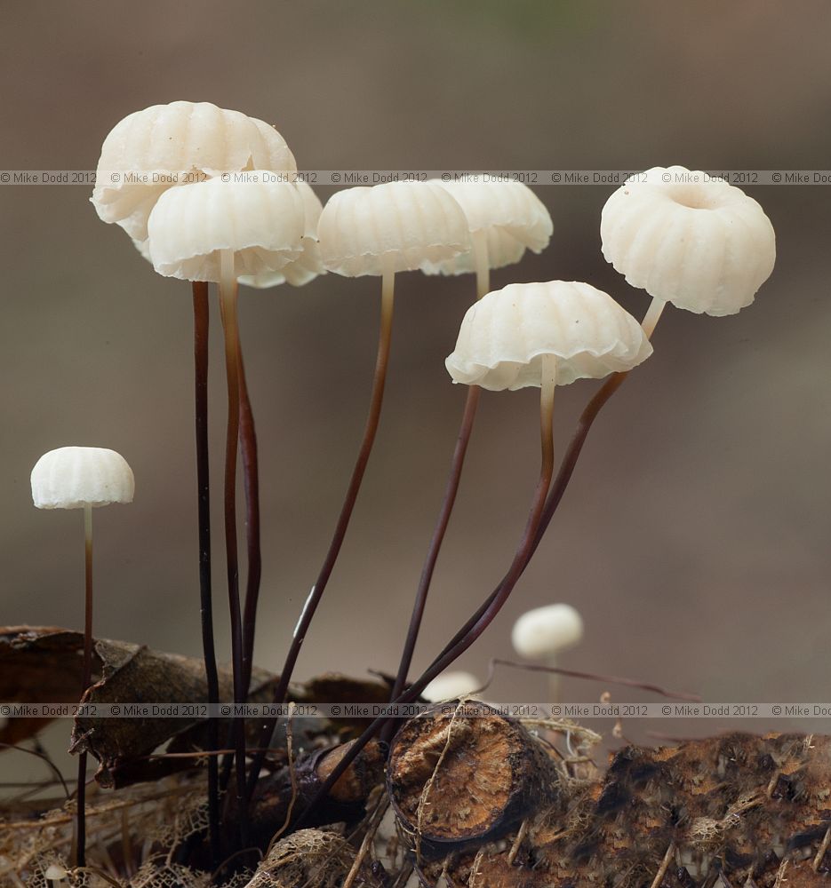 Marasmius rotula Collared Parachute