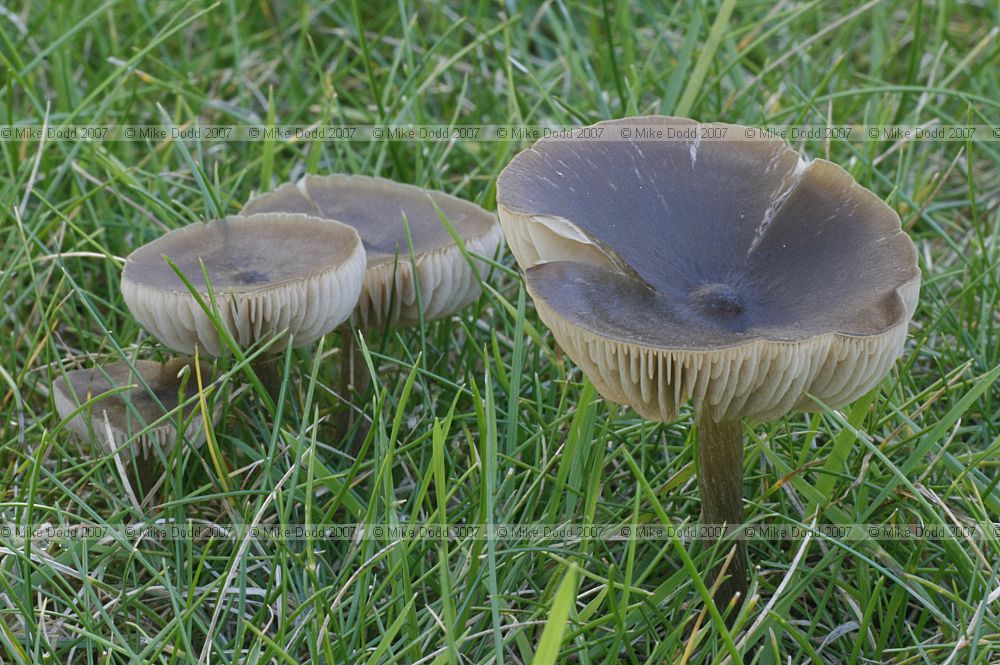 Melanoleuca polioleuca Common Cavalier