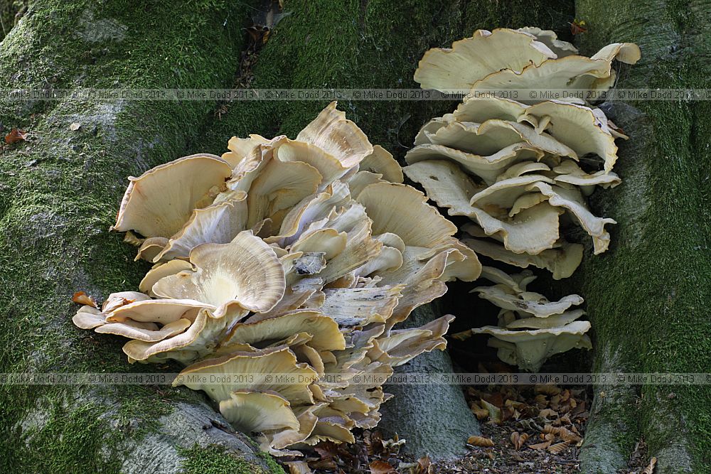Meripilus giganteus Giant polypore