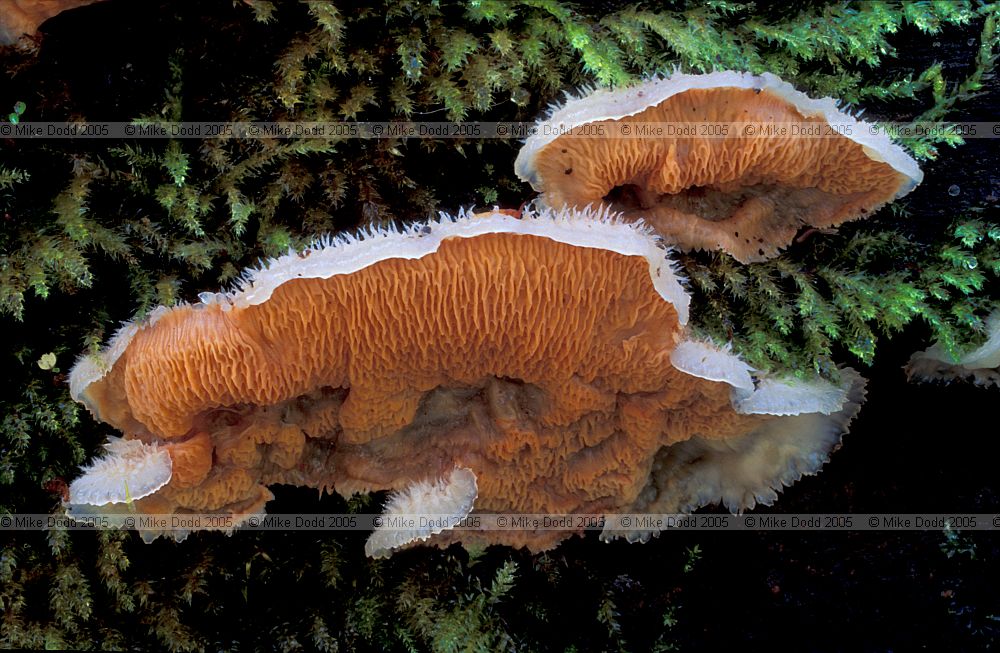Merulius tremellosus syn Phlebia tremellosa Jelly rot
