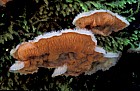 Merulius tremellosus syn Phlebia tremellosa Jelly rot