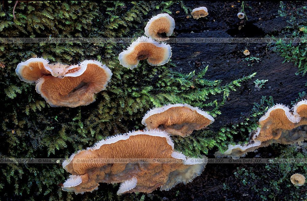 Merulius tremellosus syn Phlebia tremellosa Jelly rot