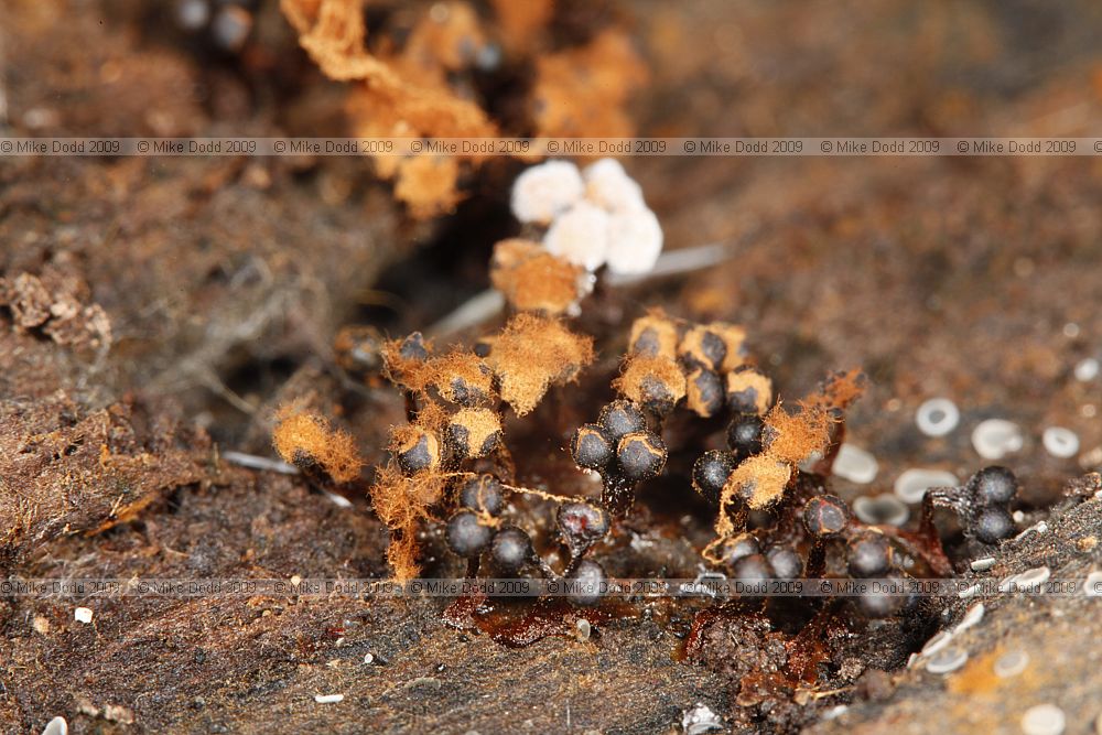 Metatrichia floriformis slime mould