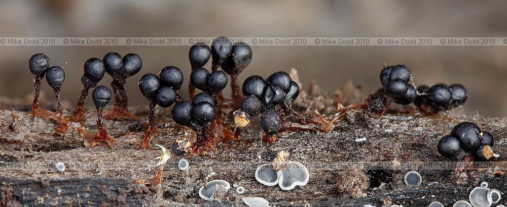Metatrichia floriformis slime mould