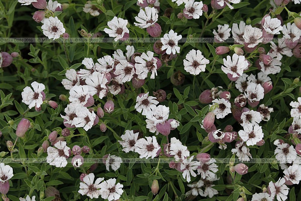 Microbotryum violaceum Campion Anther Smut on Silene uniflora Sea campion