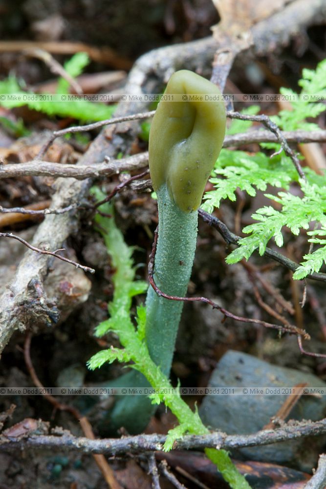 Microglossum viride Green Earthtongue