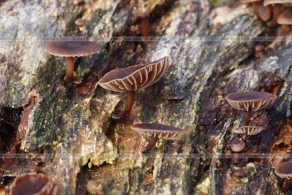 Micromphale brassicolens