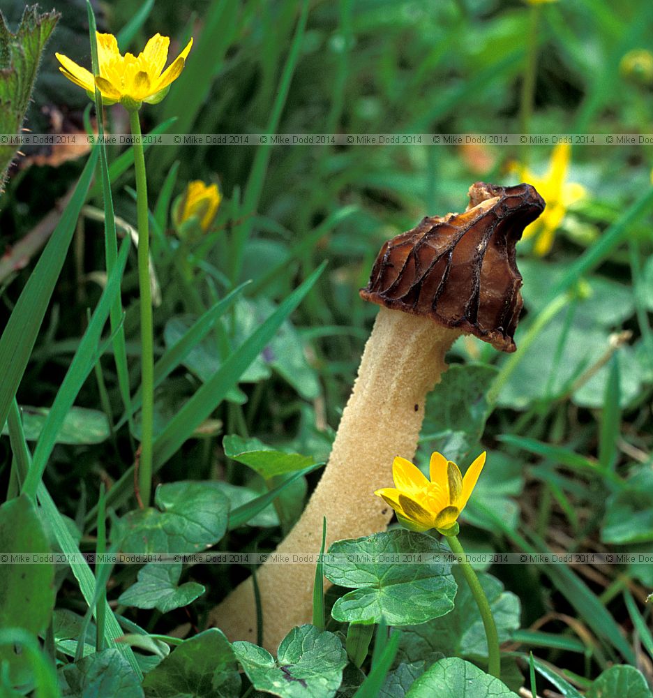Mitrophora semilibera Semifree morel