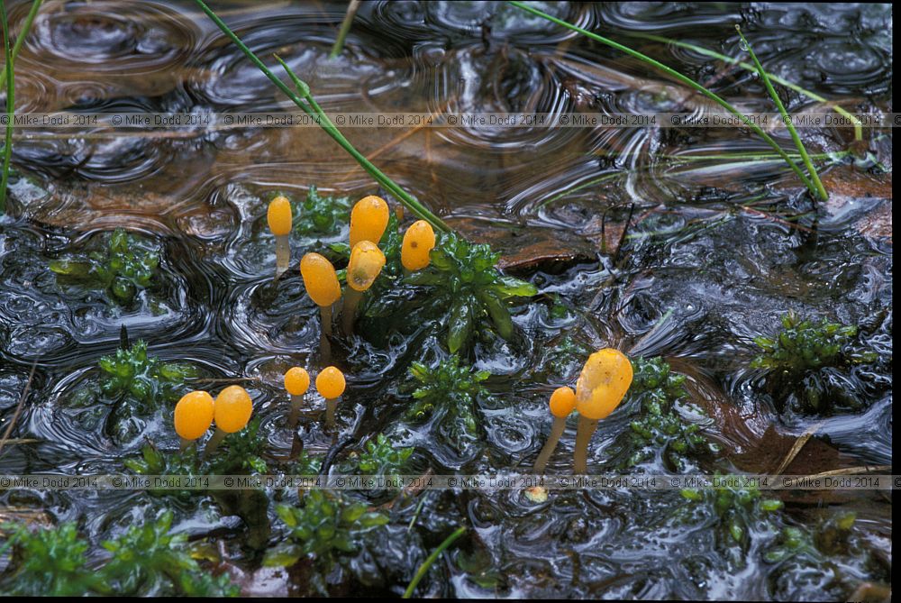Mitrula palidosa Bog beacon