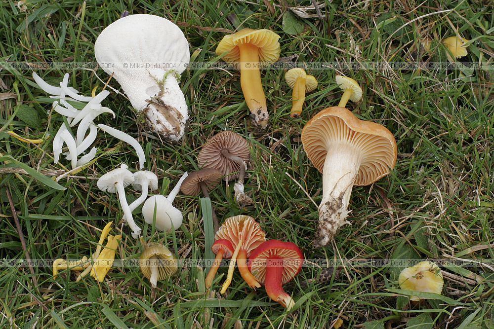 Mixed grassland fungi from a few square metres of Pilch field