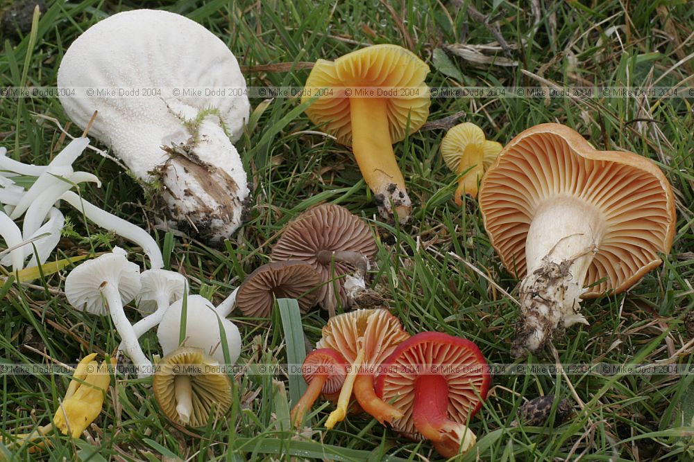 Mixed grassland fungi from a few square metres of Pilch field