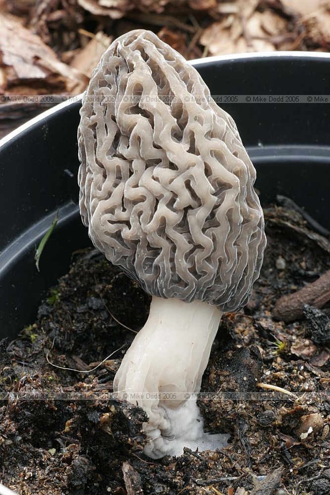 Morchella conica (?)